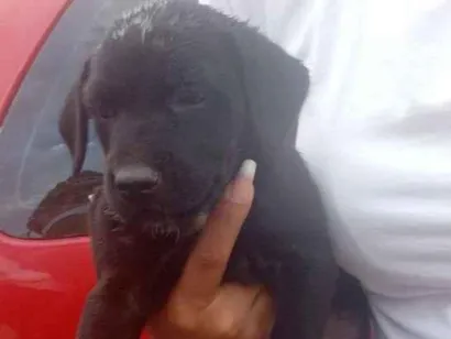 Cachorro raça SRD-ViraLata idade Abaixo de 2 meses nome Zara,nix,Lilo,meg, Tor, Tata 