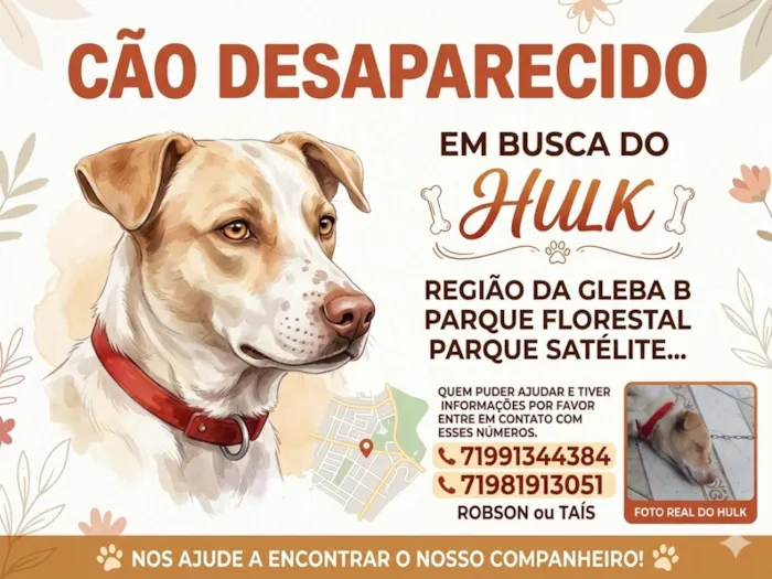 Cachorro raça SRD-ViraLata idade 6 ou mais anos nome Hulk