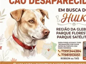 Cachorro raça SRD-ViraLata idade 6 ou mais anos nome Hulk