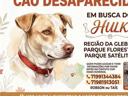 Cachorro raça SRD-ViraLata idade 6 ou mais anos nome Hulk