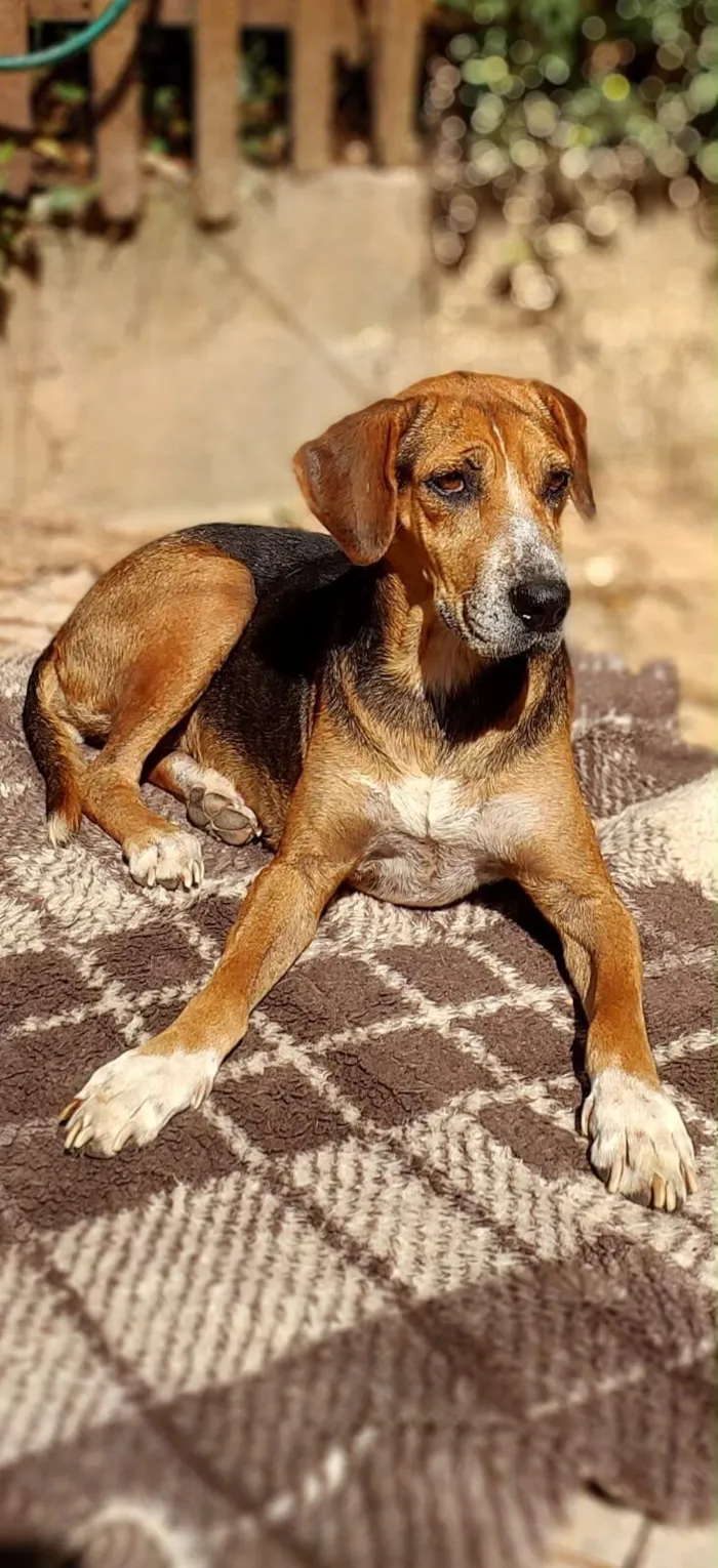 Cachorro raça SRD-ViraLata idade 3 anos nome Princesa