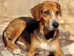 Cachorro raça SRD-ViraLata idade 3 anos nome Princesa
