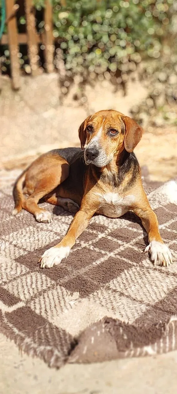 Cachorro raça SRD-ViraLata idade 3 anos nome Princesa