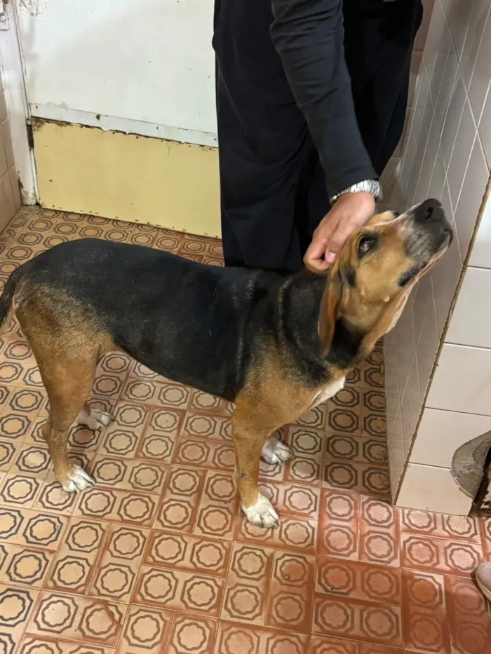 Cachorro raça SRD-ViraLata idade 3 anos nome Princesa