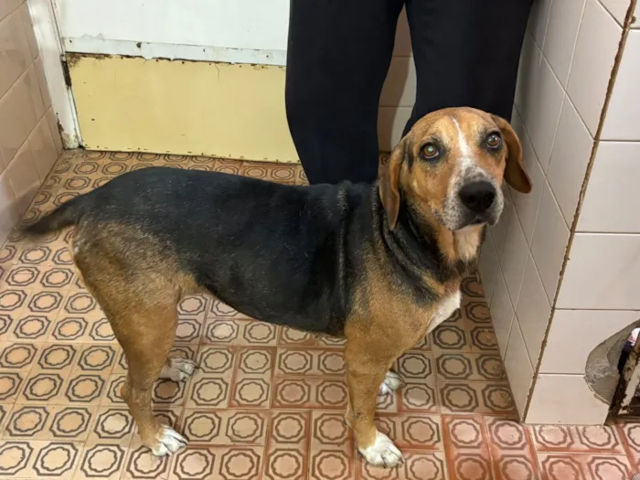 Cachorro raça SRD-ViraLata idade 3 anos nome Princesa