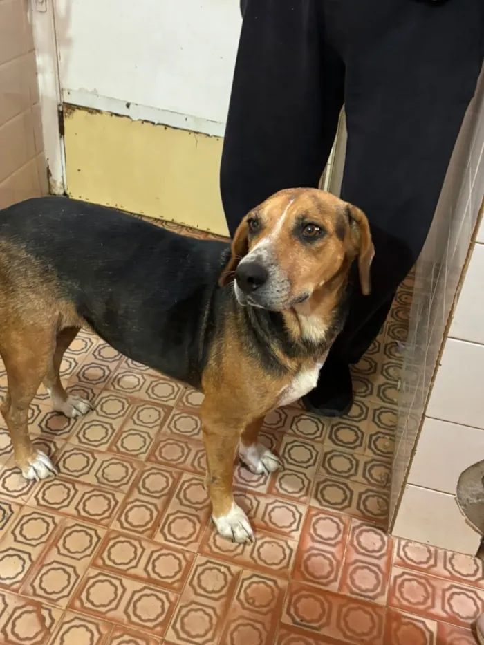 Cachorro raça SRD-ViraLata idade 3 anos nome Princesa