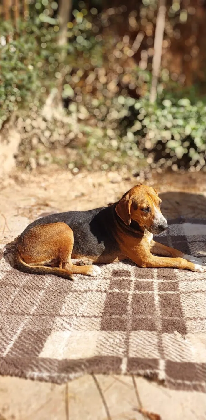 Cachorro raça SRD-ViraLata idade 3 anos nome Princesa