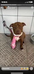 Laila