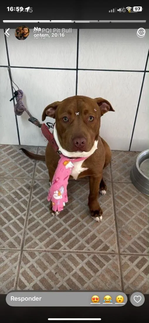 Cachorro raça Pit-Bull idade 7 a 11 meses nome Laila