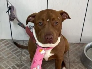 Cachorro raça Pit-Bull idade 7 a 11 meses nome Laila