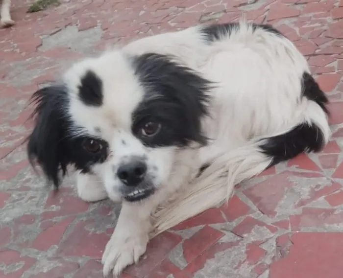 Cachorro raça SRD-ViraLata idade 5 anos nome MIKE