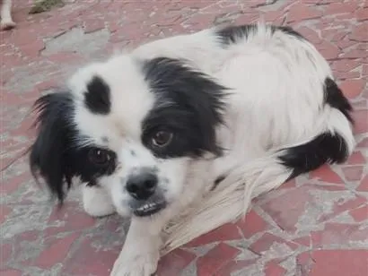 Cachorro raça SRD-ViraLata idade 5 anos nome MIKE