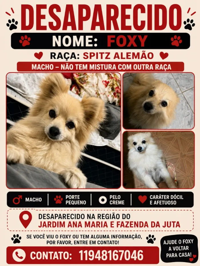 Cachorro raça SRD-ViraLata idade 1 ano nome Foxy