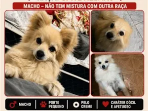 Cachorro raça SRD-ViraLata idade 1 ano nome Foxy