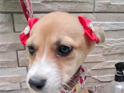 Cachorro raça SRD-ViraLata idade 2 a 6 meses nome BRANQUINHA