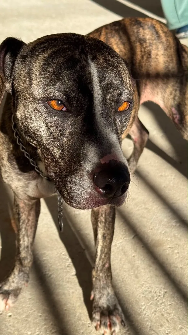 Cachorro raça SRD-ViraLata idade 2 anos nome Kira
