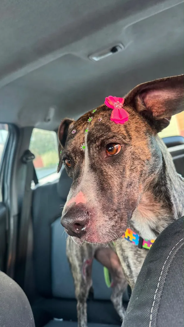 Cachorro raça SRD-ViraLata idade 2 anos nome Kira