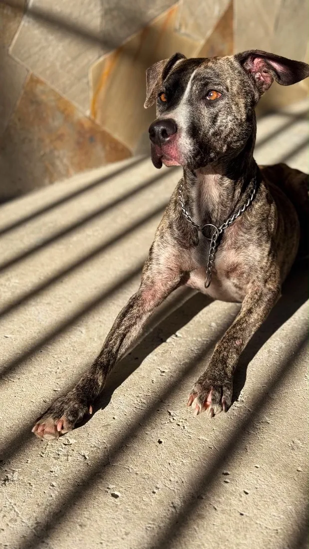 Cachorro raça SRD-ViraLata idade 2 anos nome Kira