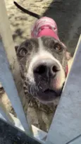 Kira