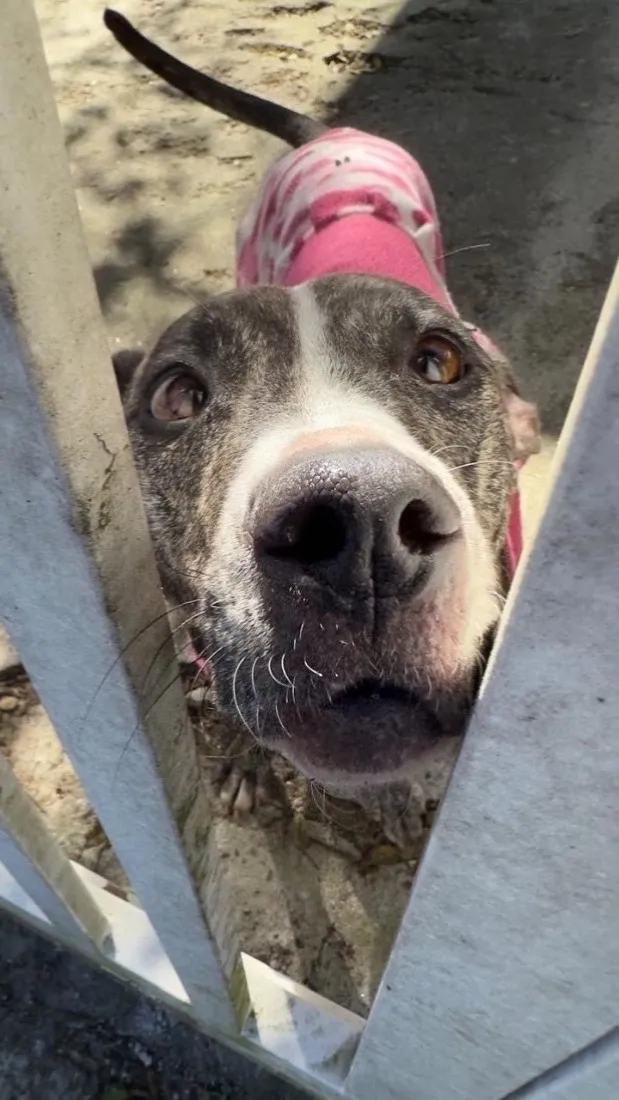 Cachorro raça SRD-ViraLata idade 2 anos nome Kira