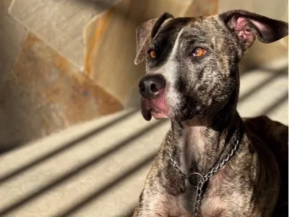 Cachorro raça SRD-ViraLata idade 2 anos nome Kira