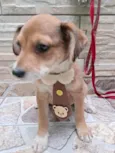 MARRONZINHO