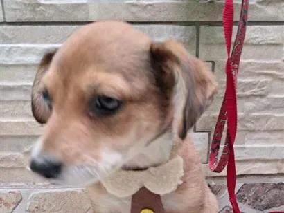 Cachorro raça SRD-ViraLata idade 2 a 6 meses nome MARRONZINHO