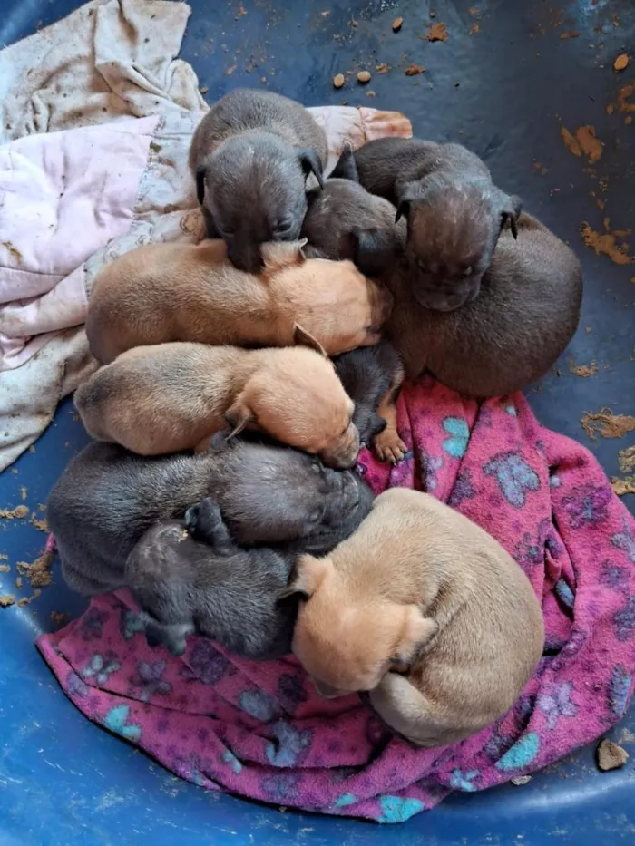 Cachorro raça SRD-ViraLata idade Abaixo de 2 meses nome cachorro