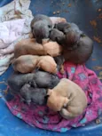 cachorro