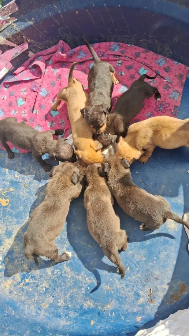 Cachorro raça SRD-ViraLata idade Abaixo de 2 meses nome cachorro