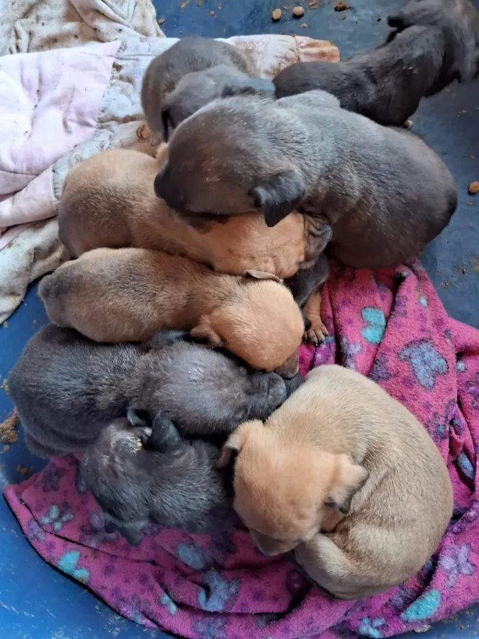 Cachorro raça SRD-ViraLata idade Abaixo de 2 meses nome cachorro