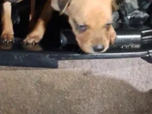 Cachorro raça SRD-ViraLata idade Abaixo de 2 meses nome cachorro