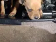 cachorro