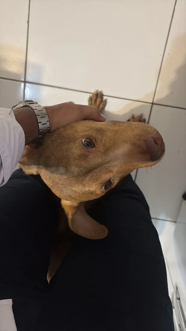 Cachorro raça Pit-Bull idade 2 anos nome Zeus 