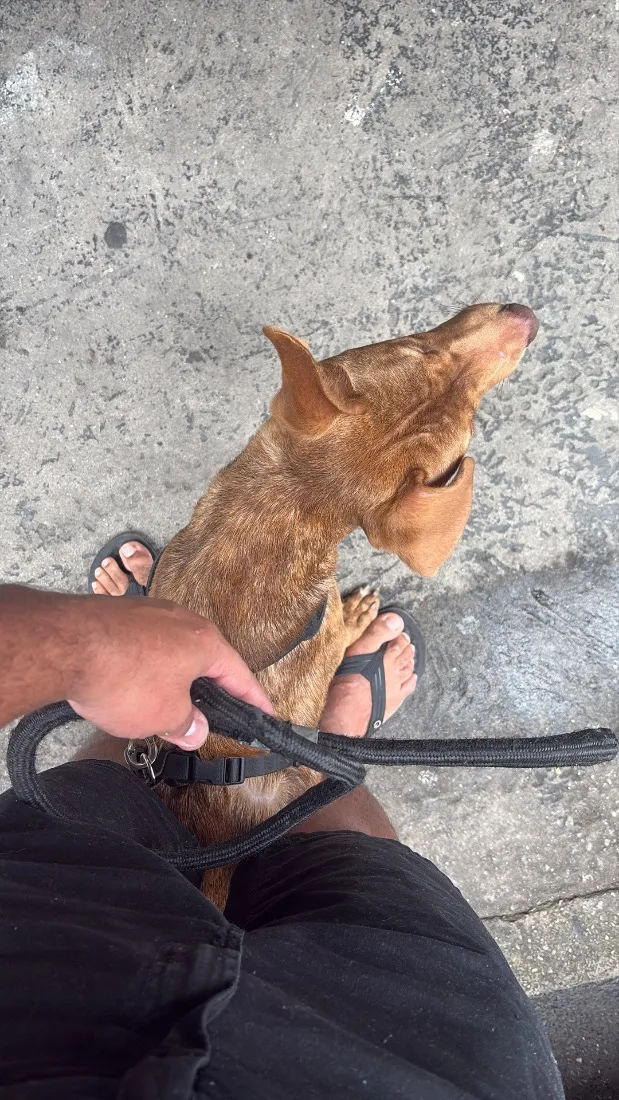 Cachorro raça Pit-Bull idade 2 anos nome Zeus 