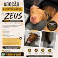 Zeus 