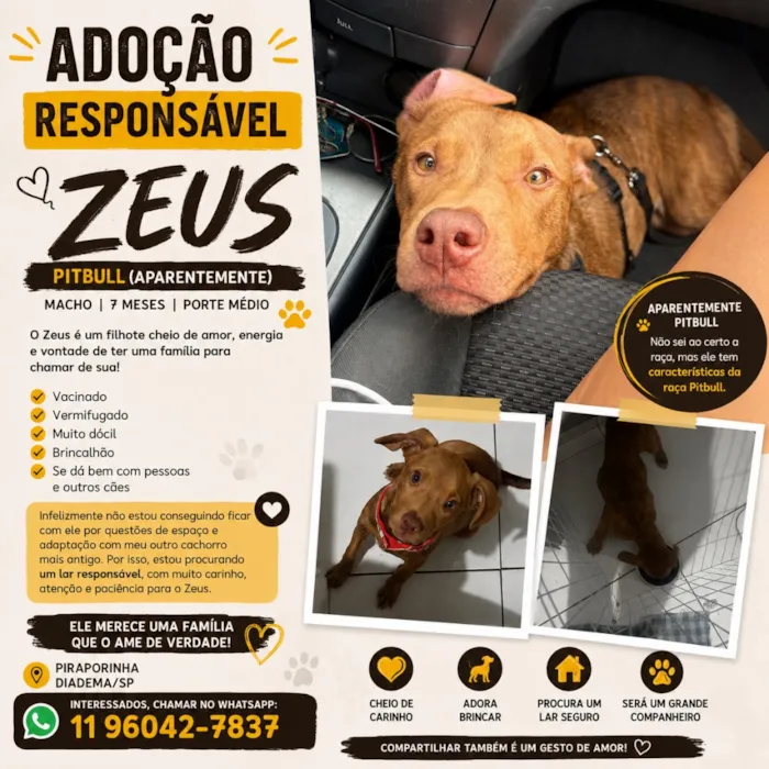 Cachorro raça Pit-Bull idade 2 anos nome Zeus 