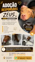 Zeus 