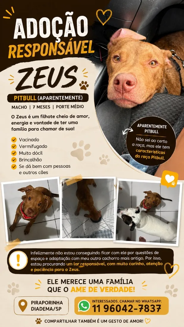 Cachorro raça Pit-Bull idade 2 anos nome Zeus 