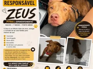 Cachorro raça Pit-Bull idade 2 anos nome Zeus 