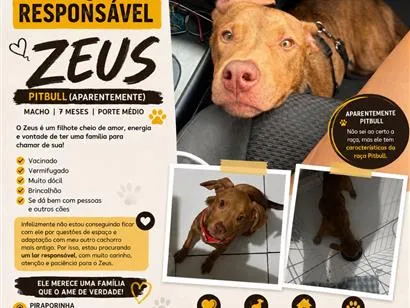 Cachorro raça Pit-Bull idade 2 anos nome Zeus 