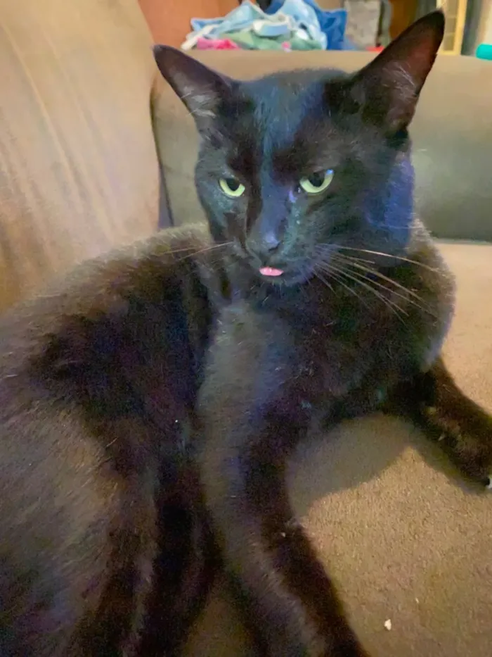 Gato raça SRD-ViraLata idade 2 anos nome Guinho