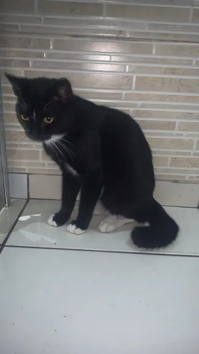 Gato raça SRD-ViraLata idade 2 a 6 meses nome Oreo