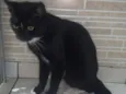 Oreo