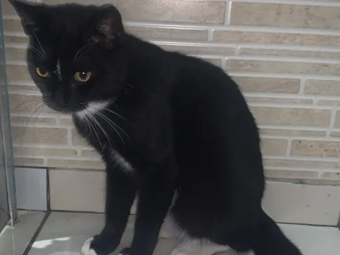 Gato raça SRD-ViraLata idade 2 a 6 meses nome Oreo