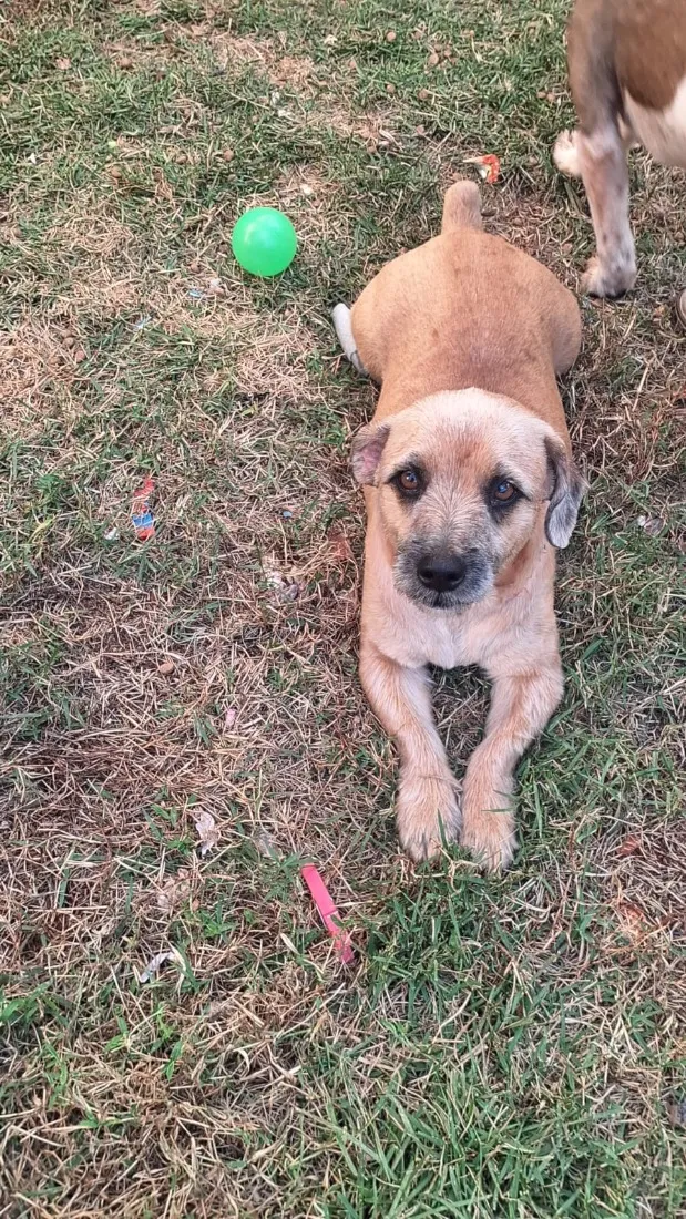 Cachorro raça SRD-ViraLata idade 3 anos nome Capivara