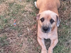 Cachorro raça SRD-ViraLata idade 3 anos nome Capivara