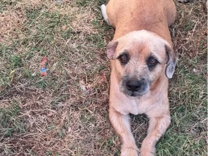 Cachorro raça SRD-ViraLata idade 3 anos nome Capivara