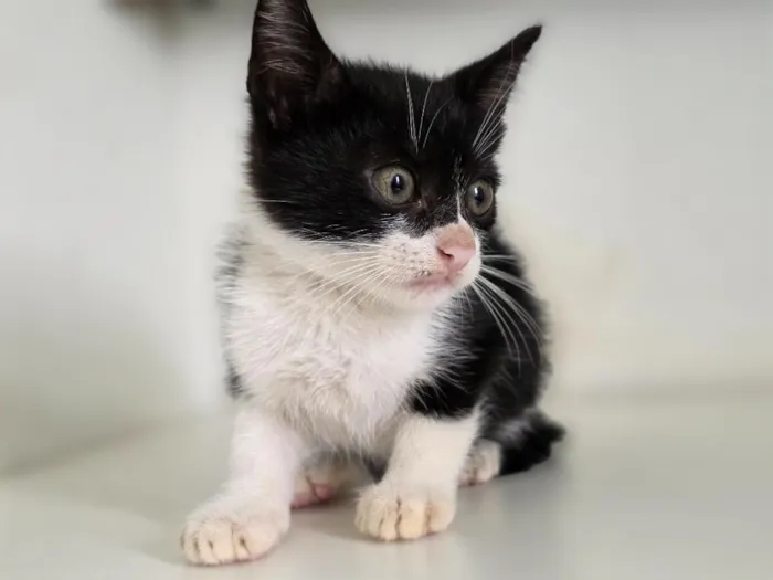 Gato raça SRD-ViraLata idade 2 a 6 meses nome Marshall
