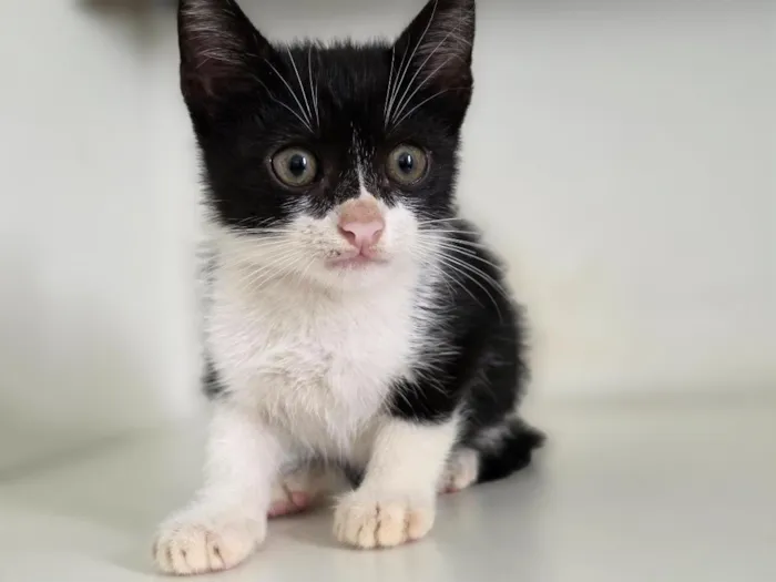 Gato raça SRD-ViraLata idade 2 a 6 meses nome Marshall